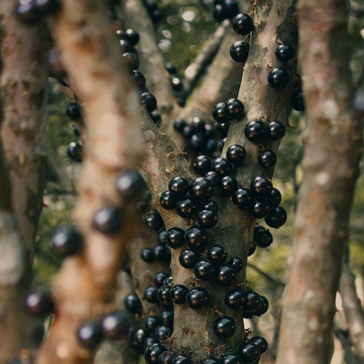 jabuticaba three